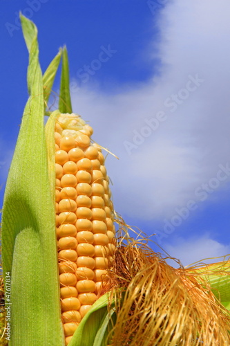 Photo: Young ears of corn against the sky Young ears of corn against the sky