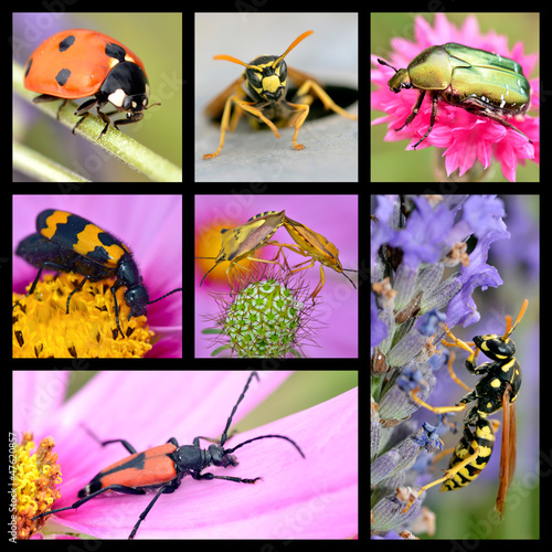 Photo: Seven photos mosaic of insects Seven photos mosaic of insects