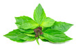 basil