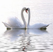 Swans in love