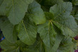 flower[cotton_rosemallow]_51