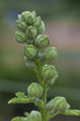 flower[cotton_rosemallow]_58