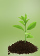 jeune plant de citronnier