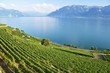 Vineyards in Lavaux region, Switzerland