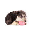 Puppies