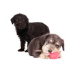 Puppies