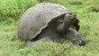Schildkröte von Galapagos
