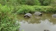 Galapagos Riesenschildkröten
