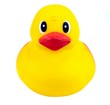 Yellow rubber duck on white   background.