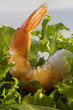 Salat mit Garnele