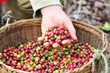 Close up red berries coffee beans on agriculturist hand