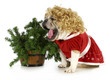 christmas dog