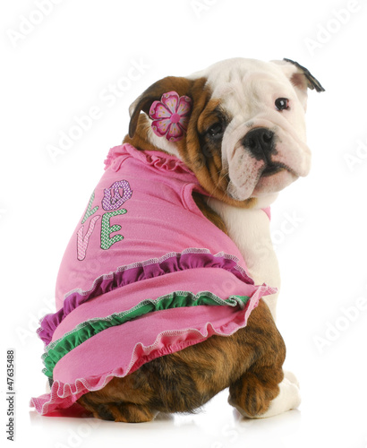 Photo: puppy love puppy love