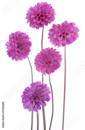 Photo: dahlia dahlia