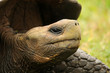 Galapagos Riesenschildkröte