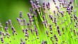 Closeup of lavender flowers