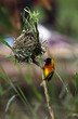 Photo: Southern Masked Weaver Southern Masked Weaver