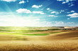 hills of barley in Tuscany, Italy