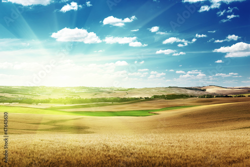 Photo: hills of barley in Tuscany, Italy hills of barley in Tuscany, Italy