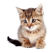 The striped kitten