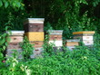 beehive bee hives