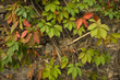 enredadera horizontal