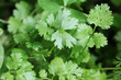 Fresh organically grown cilantro or coriander(coriandrum sativum