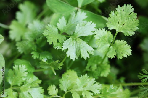 Photo: Fresh organically grown cilantro or coriander(coriandrum sativum Fresh organically grown cilantro or coriander(coriandrum sativum