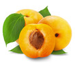 Apricot