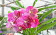 The close up of viloet hybrid Vanda orchid are blooming