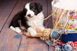 Knitting puppy