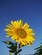 sunflower sky outside