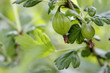 Foto: Frische Stachelbeeren aus biologischem Anbau Frische Stachelbeeren aus biologischem Anbau