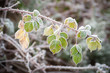 winter brambles covered in frost