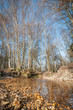 shallow creek flowing through an autunm landscape