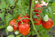 Photo: Tomatos Tomatos