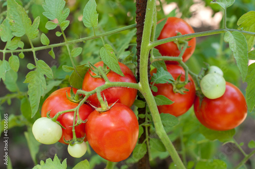 Photo: Tomatos Tomatos