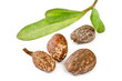 Foto: Shea nuts on white background Shea nuts on white background