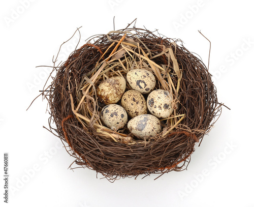 Photo: bird nest with eggs bird nest with eggs