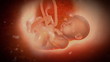 Fetus inside a womb
