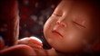 Inside the womb