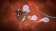 Inside the womb