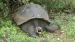 Schildkröte von Galapagos