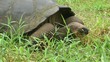 Schildkröte grast