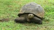 Galapagos Riesenschildkröte