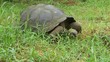 Riesenschildkröte in Santa Cruz