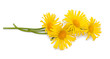 yellow daisy flowers