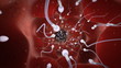 Inside the womb