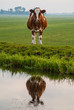 Photo: Dutch cow reflected in water Dutch cow reflected in water