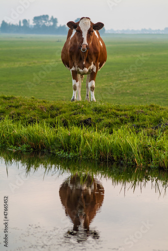 Photo: Dutch cow reflected in water Dutch cow reflected in water